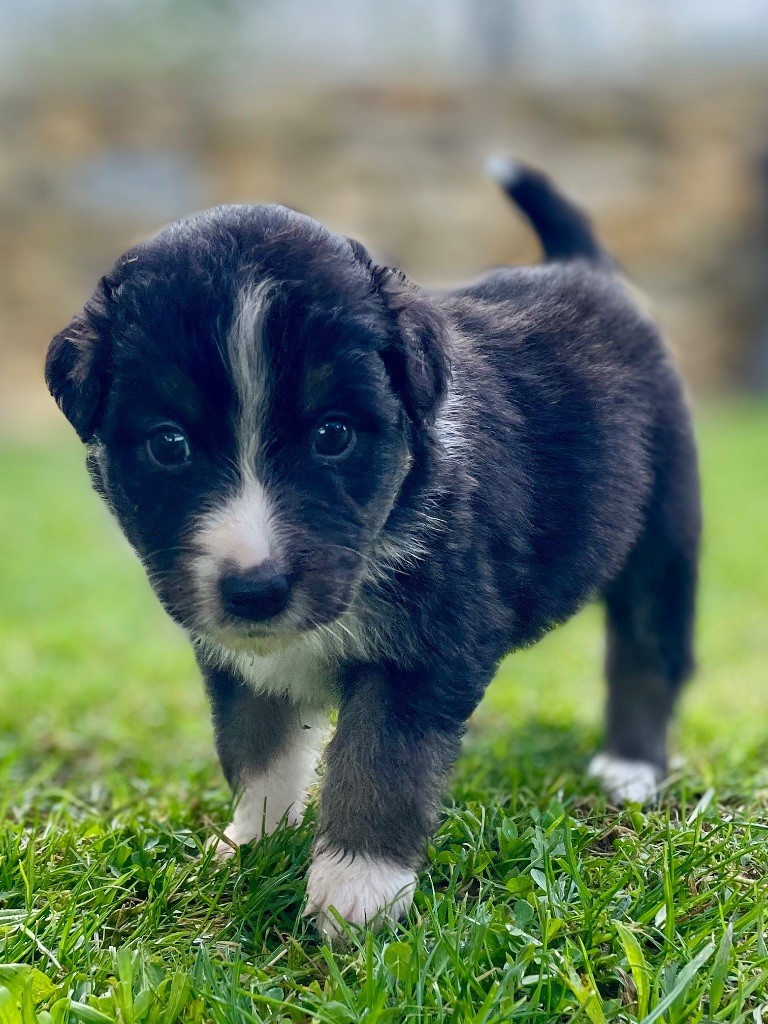 Terre Et Ciel D'Australes - Chiot disponible  - Berger Australien