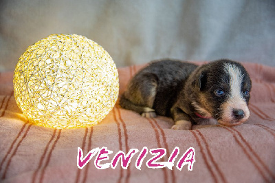 Venizia 