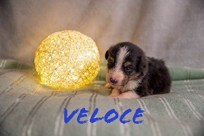 Veloce