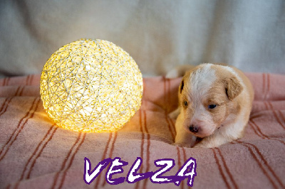 Velza