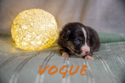 Vogue