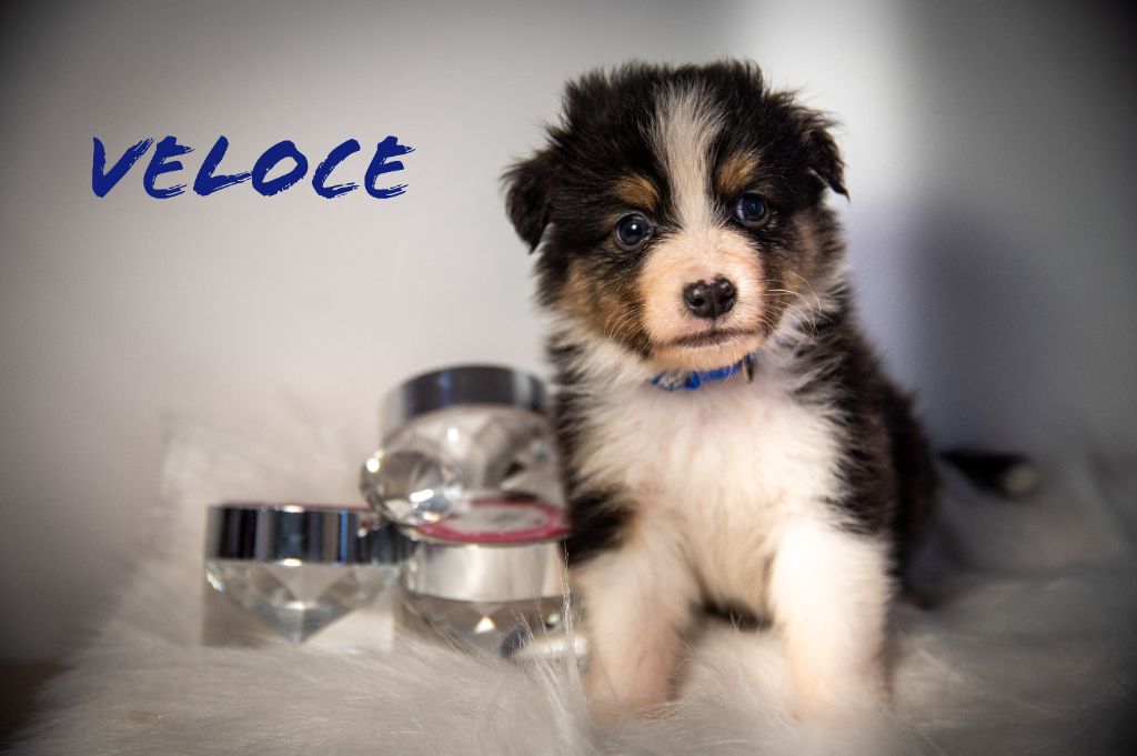 Terre Et Ciel D'Australes - Chiot disponible  - Berger Australien