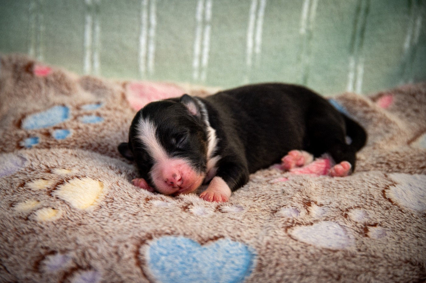 Terre Et Ciel D'Australes - Chiots disponibles - Berger Australien