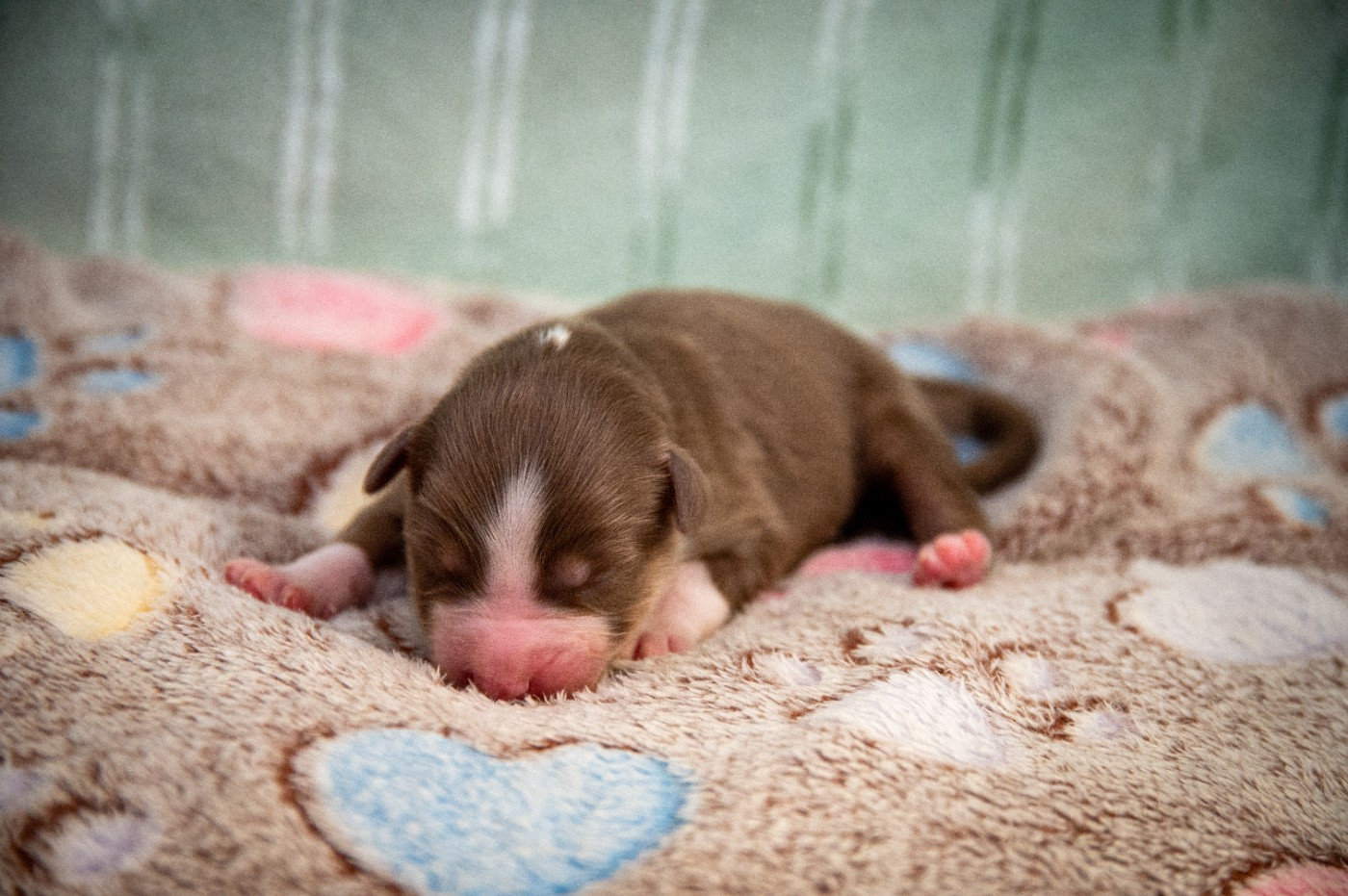 Terre Et Ciel D'Australes - Chiots disponibles - Berger Australien