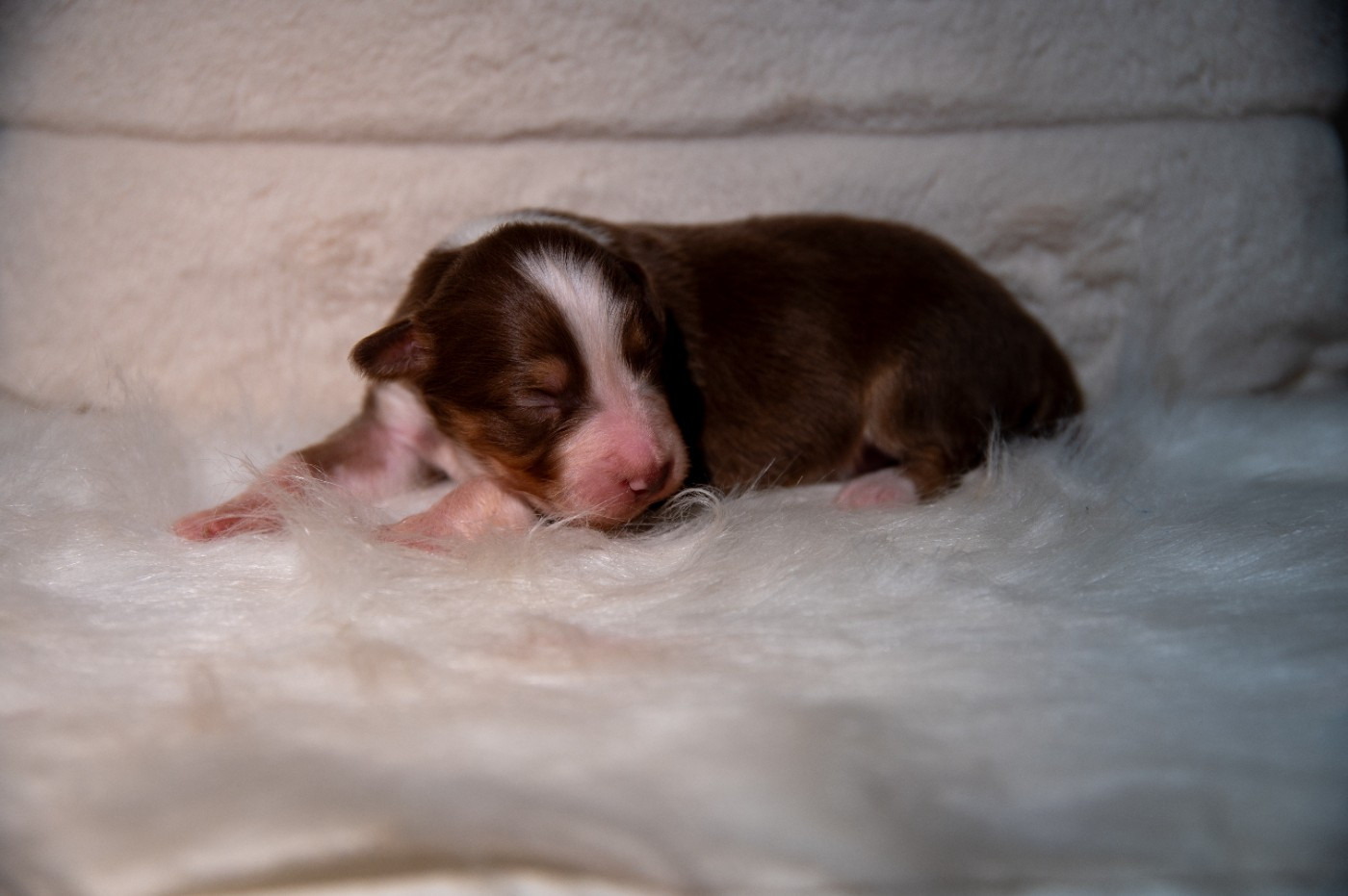 Terre Et Ciel D'Australes - Chiots disponibles - Berger Australien