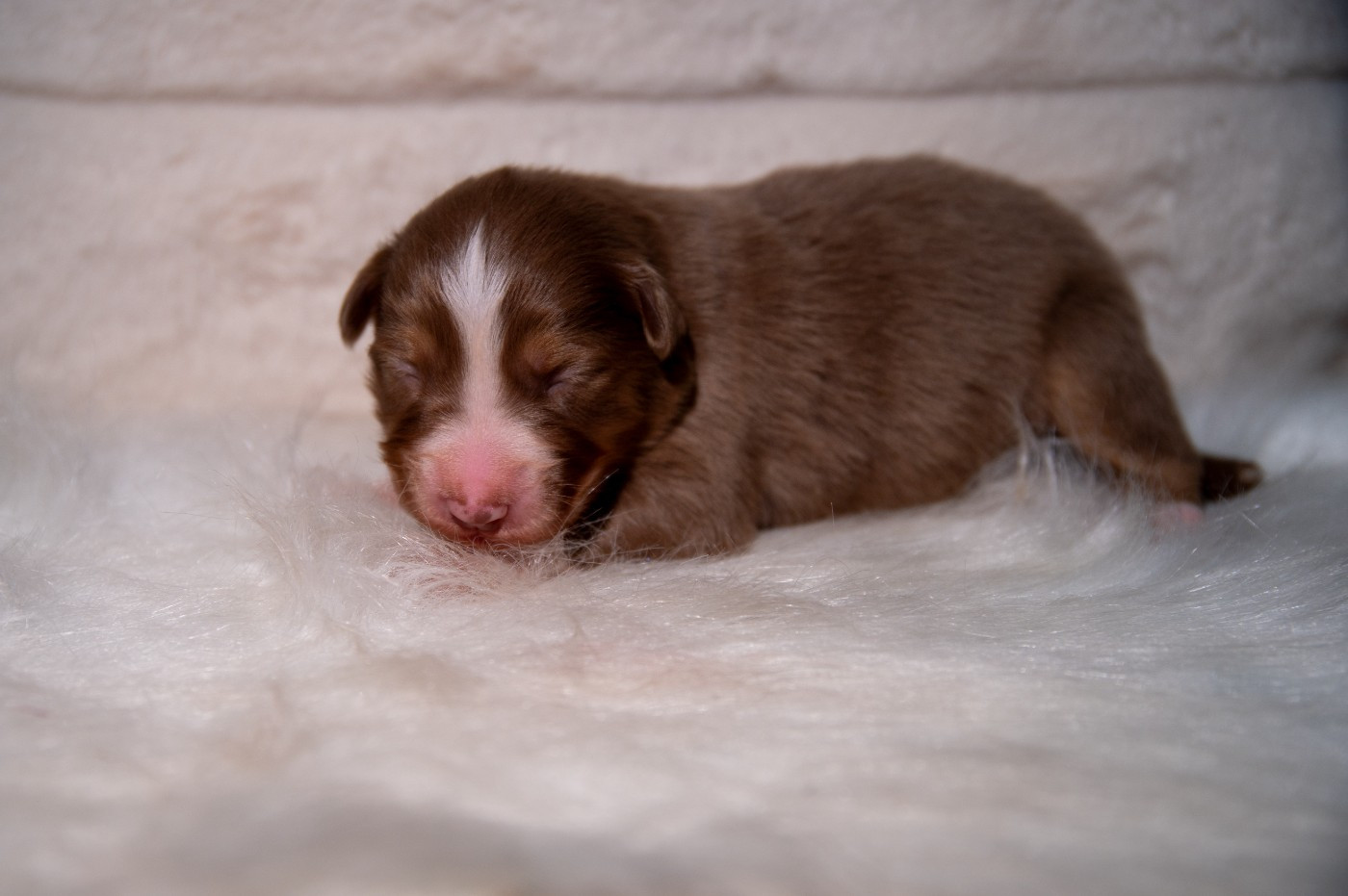 Terre Et Ciel D'Australes - Chiots disponibles - Berger Australien
