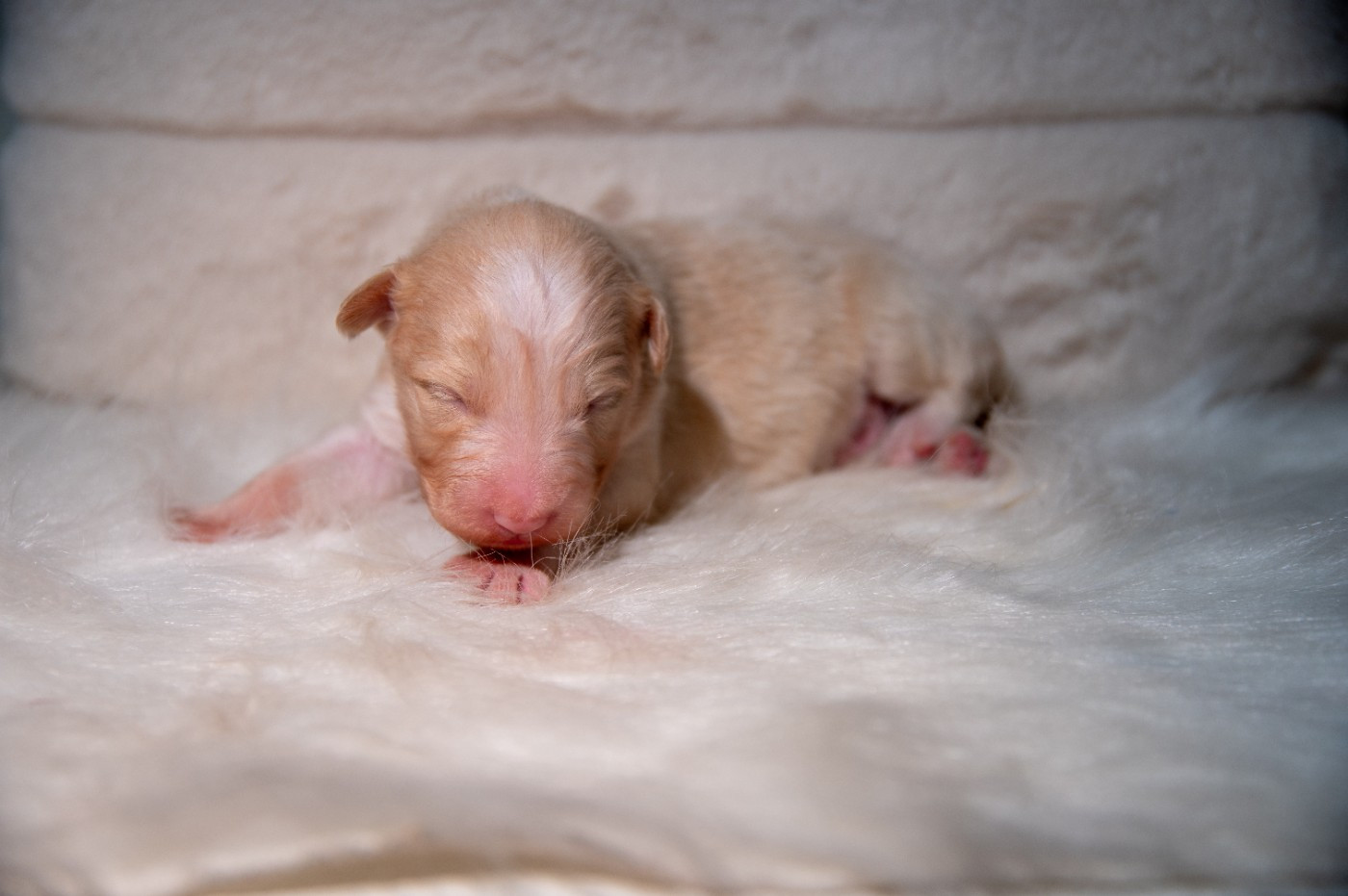 Terre Et Ciel D'Australes - Chiots disponibles - Berger Australien