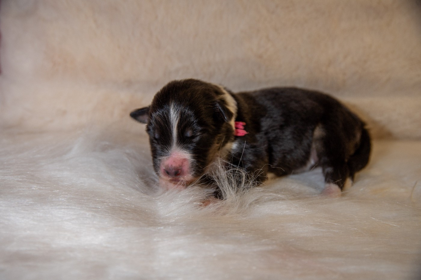 Terre Et Ciel D'Australes - Chiots disponibles - Berger Australien