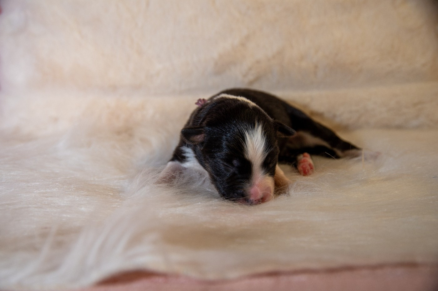 Terre Et Ciel D'Australes - Chiots disponibles - Berger Australien