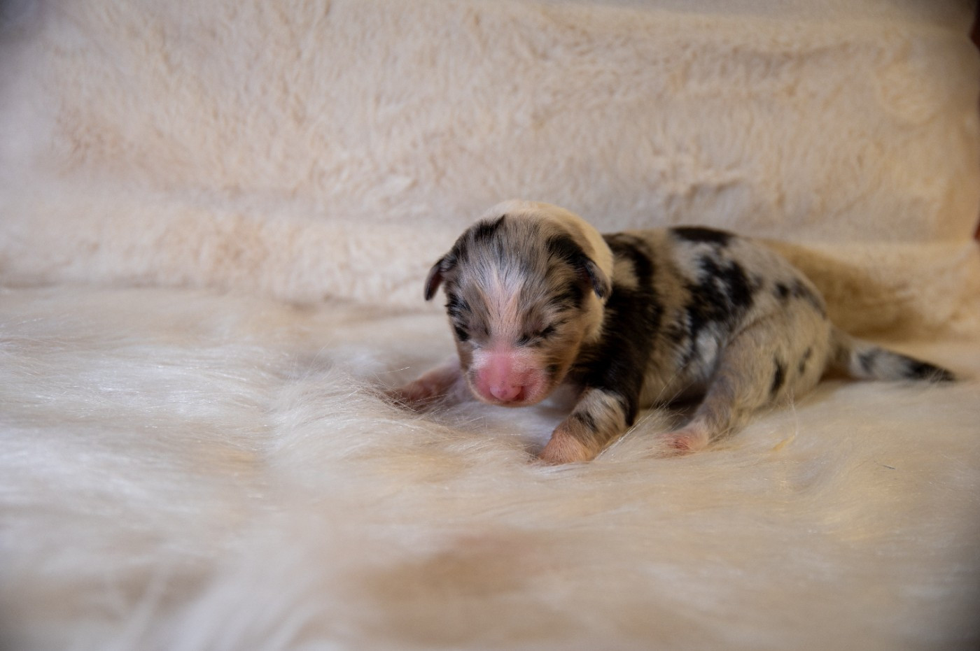 Terre Et Ciel D'Australes - Chiots disponibles - Berger Australien