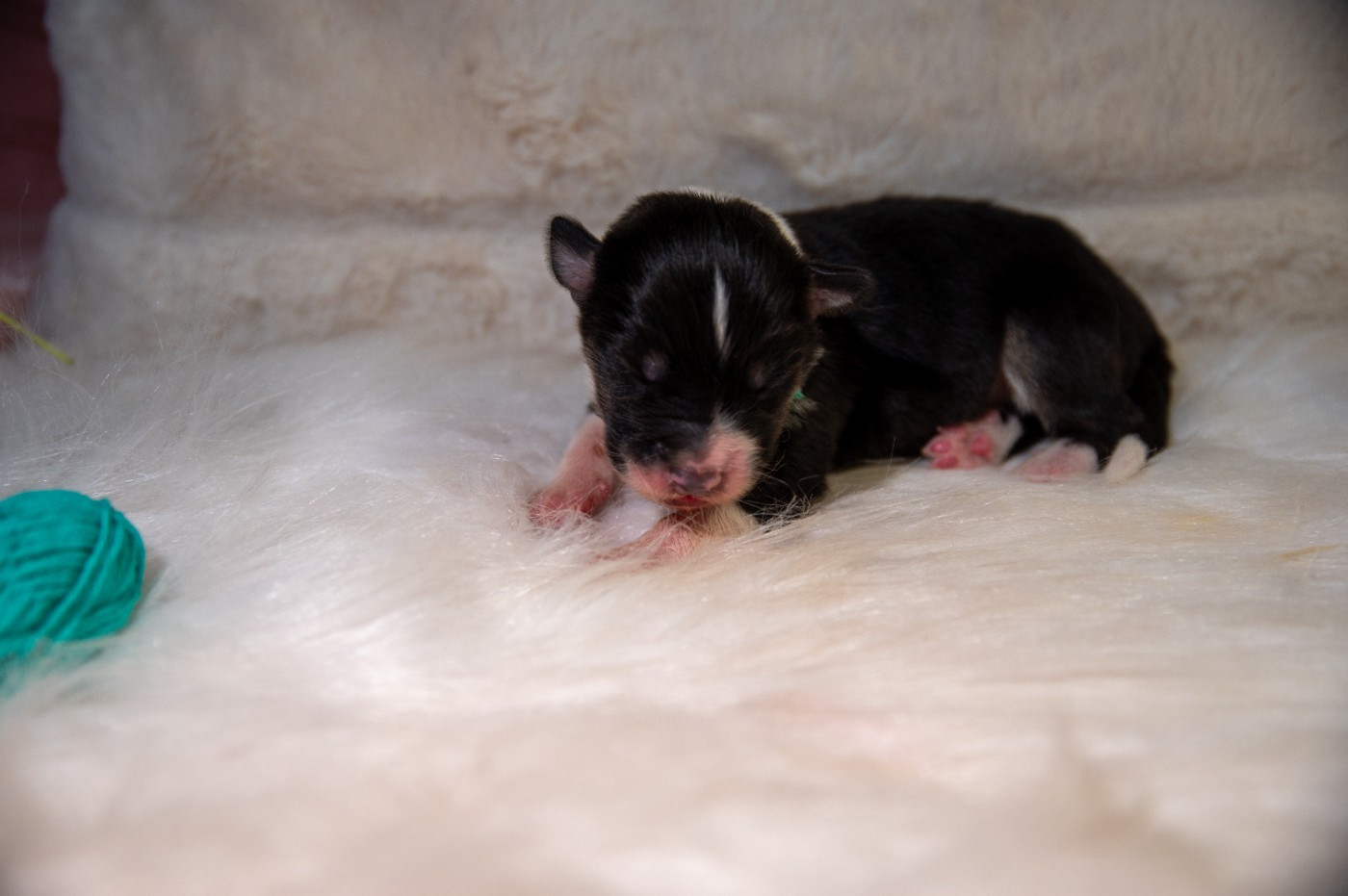 Terre Et Ciel D'Australes - Chiots disponibles - Berger Australien