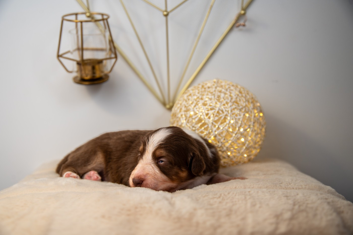 Terre Et Ciel D'Australes - Chiots disponibles - Berger Australien