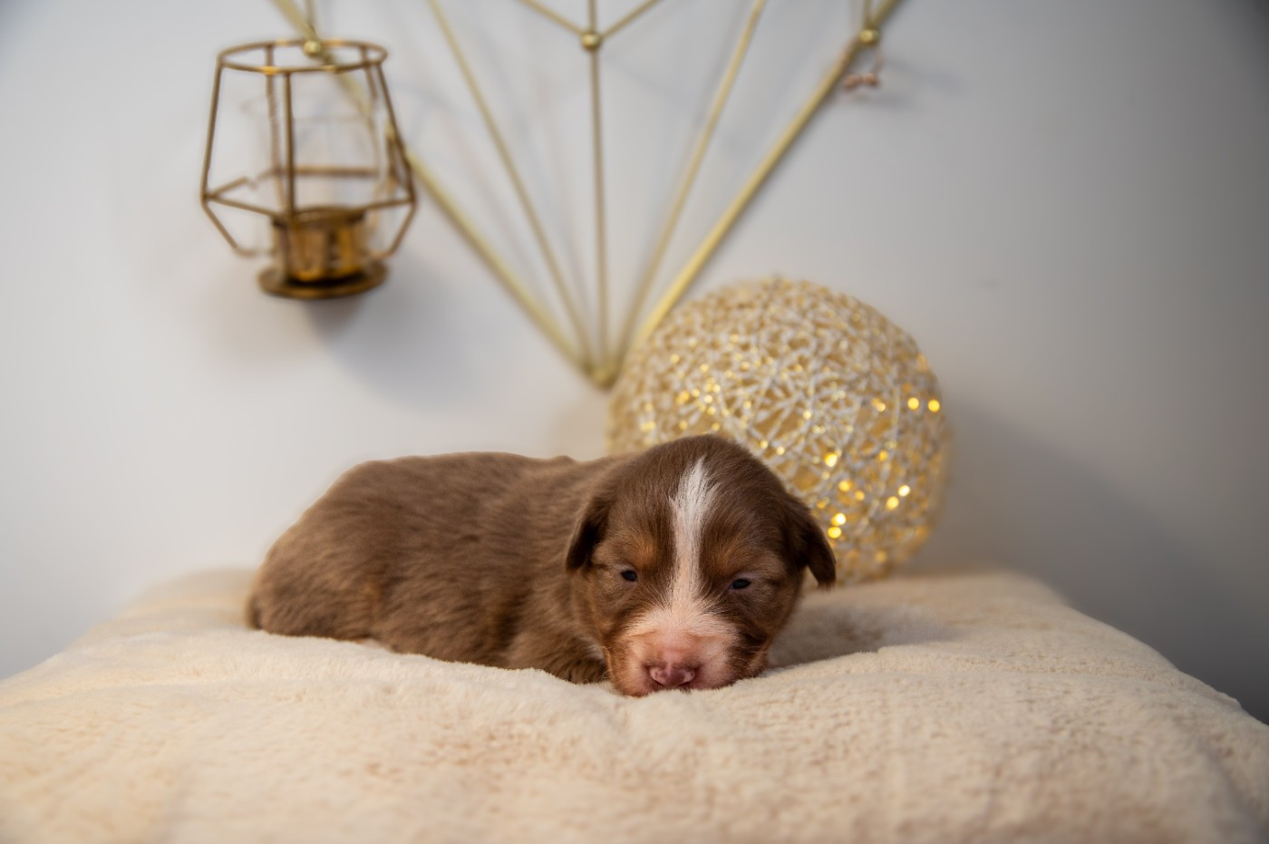 Terre Et Ciel D'Australes - Chiots disponibles - Berger Australien