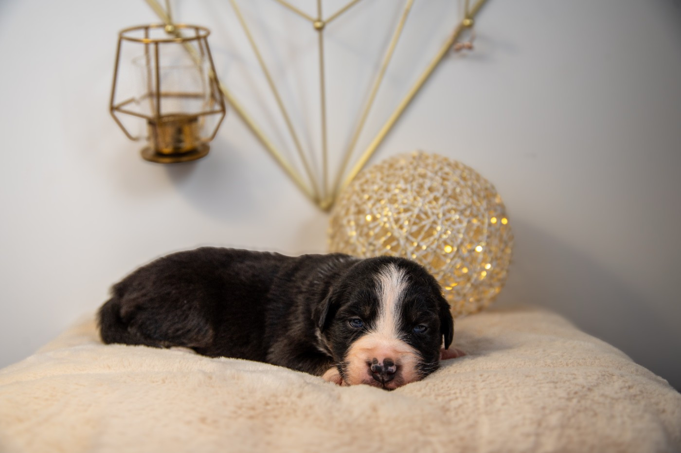 Terre Et Ciel D'Australes - Chiots disponibles - Berger Australien