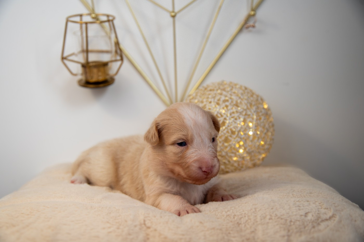 Terre Et Ciel D'Australes - Chiots disponibles - Berger Australien