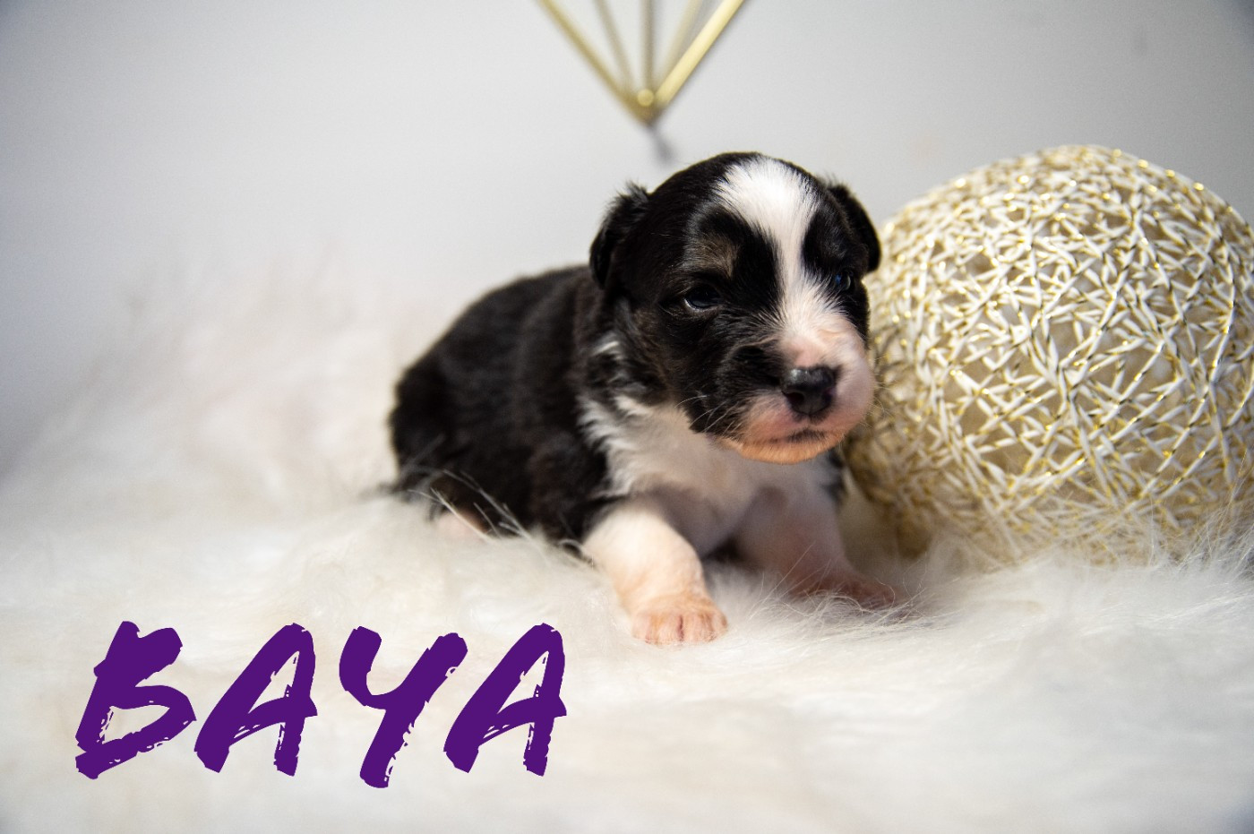 Terre Et Ciel D'Australes - Chiots disponibles - Berger Australien