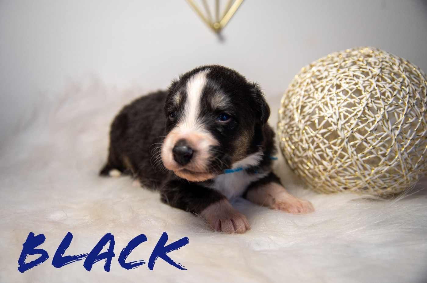 Terre Et Ciel D'Australes - Chiots disponibles - Berger Australien