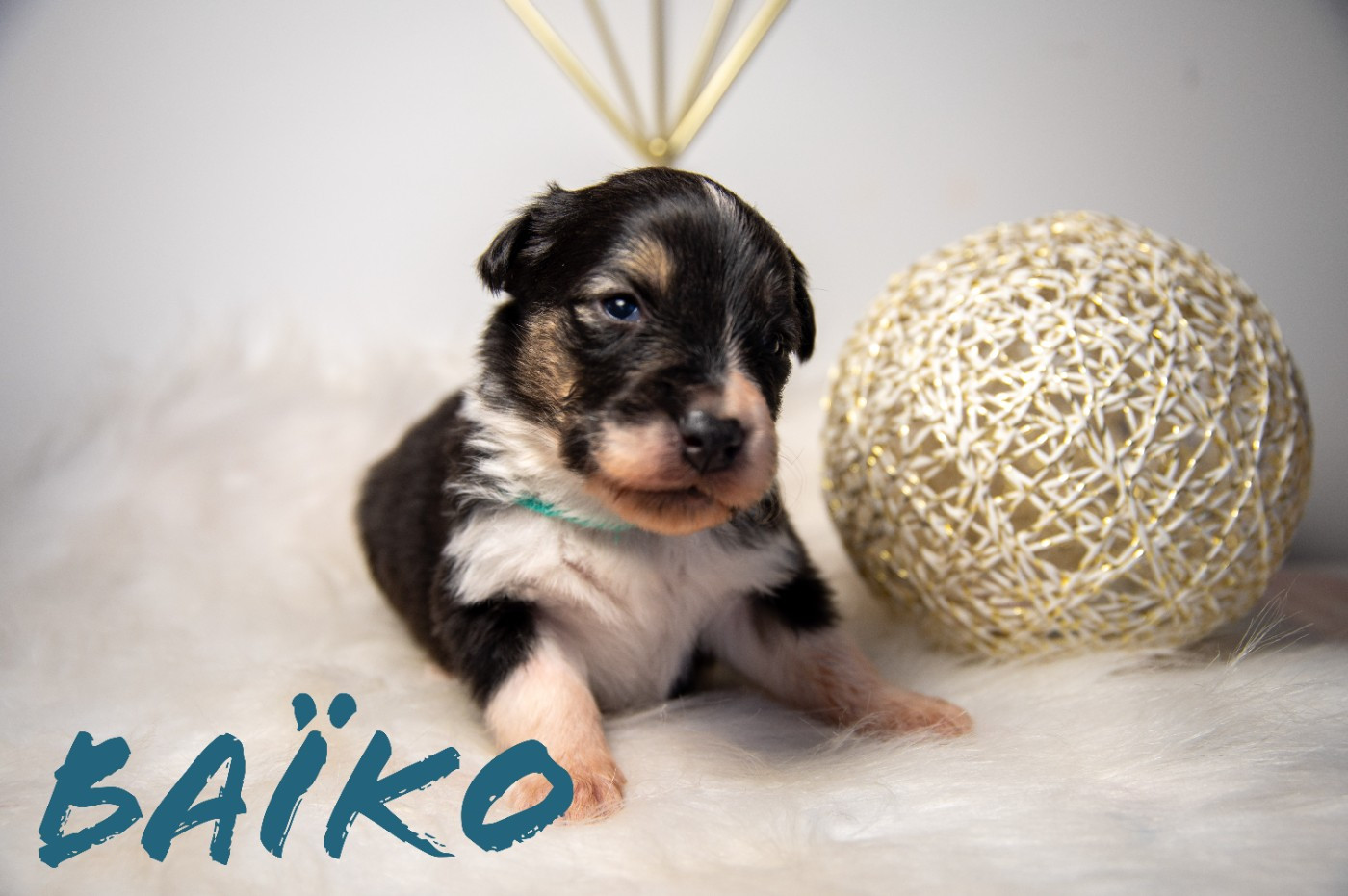 Terre Et Ciel D'Australes - Chiots disponibles - Berger Australien