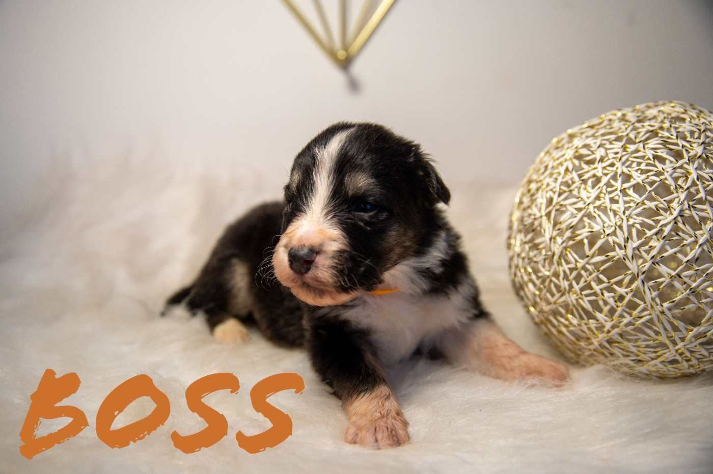 Terre Et Ciel D'Australes - Chiots disponibles - Berger Australien