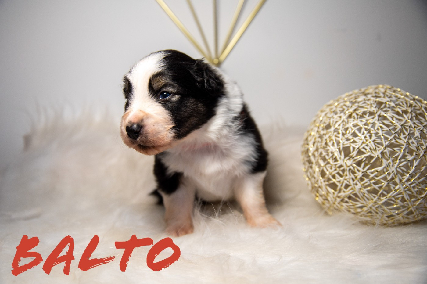 Terre Et Ciel D'Australes - Chiots disponibles - Berger Australien