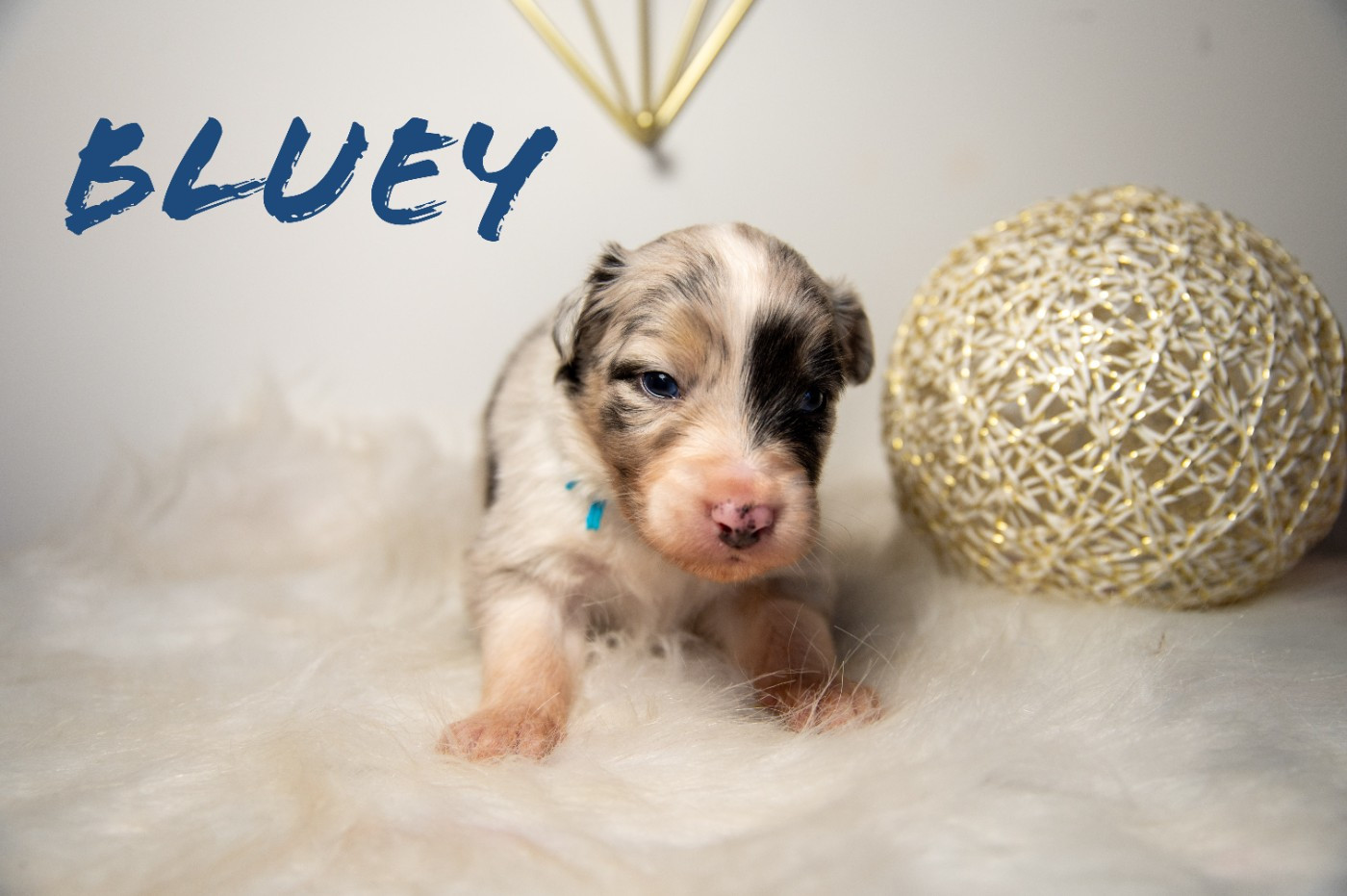 Terre Et Ciel D'Australes - Chiots disponibles - Berger Australien