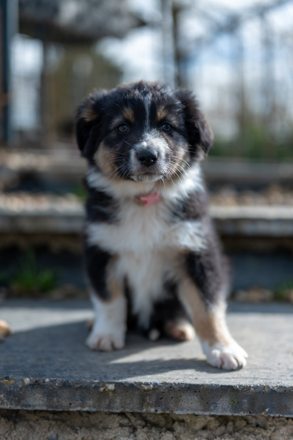 Terre Et Ciel D'Australes - Chiots disponibles - Berger Australien