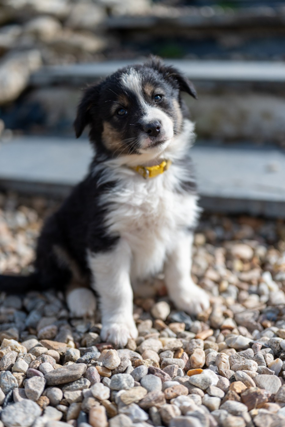 Terre Et Ciel D'Australes - Chiots disponibles - Berger Australien