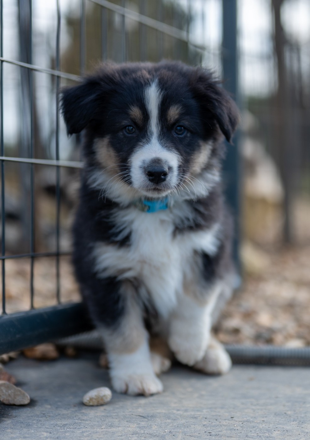 Terre Et Ciel D'Australes - Chiots disponibles - Berger Australien