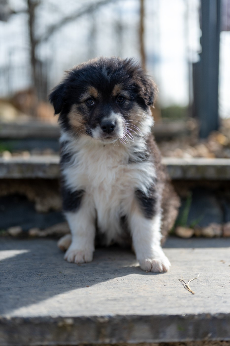 Terre Et Ciel D'Australes - Chiots disponibles - Berger Australien