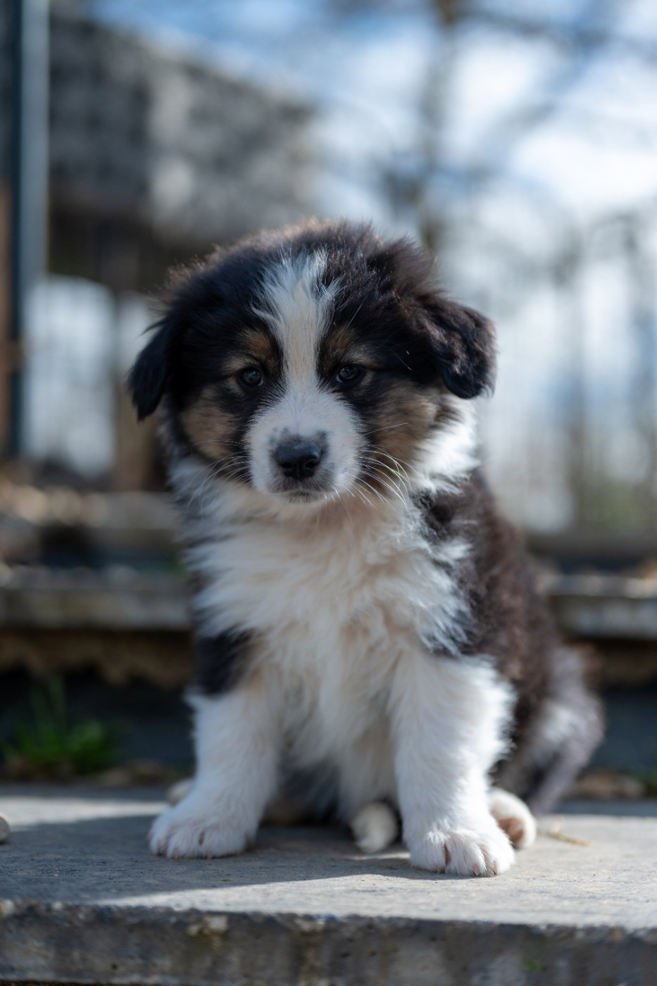 Terre Et Ciel D'Australes - Chiots disponibles - Berger Australien