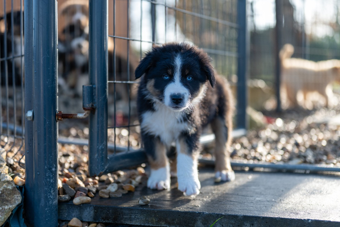 Terre Et Ciel D'Australes - Chiots disponibles - Berger Australien