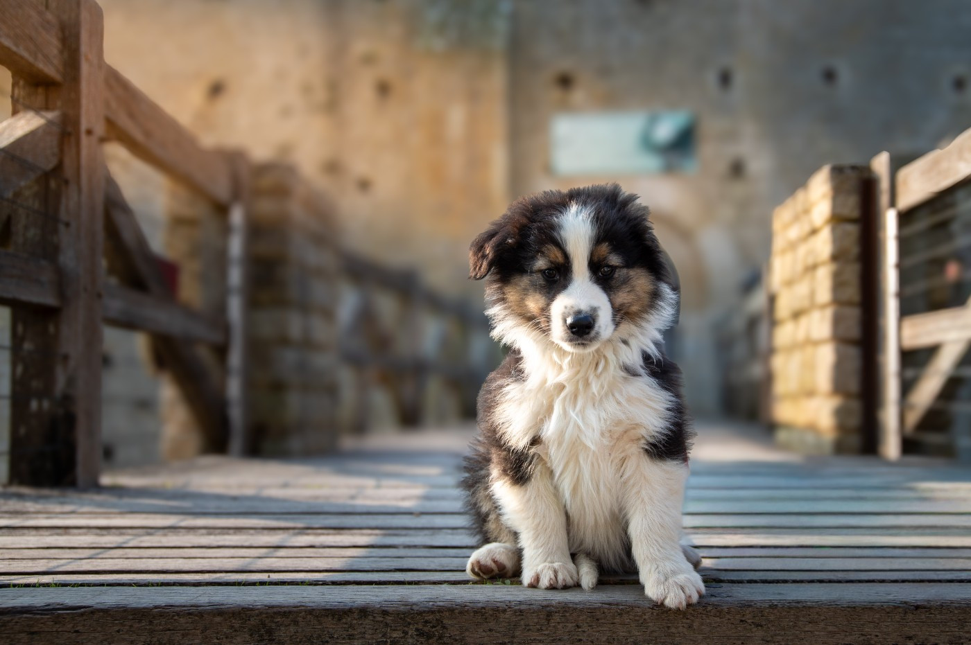 Terre Et Ciel D'Australes - Chiots disponibles - Berger Australien