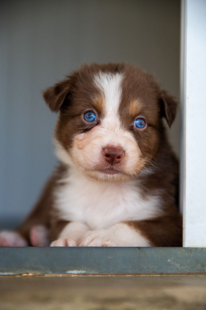 Terre Et Ciel D'Australes - Chiots disponibles - Berger Australien