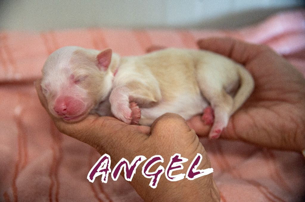 Terre Et Ciel D'Australes - Chiots disponibles - Berger Australien