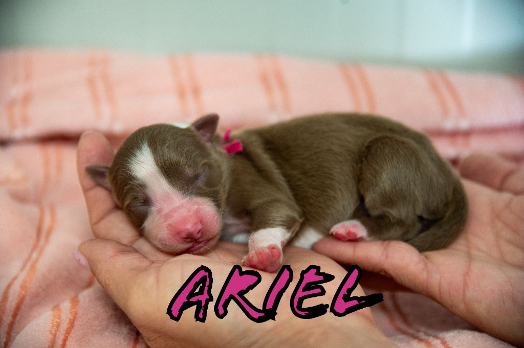 Terre Et Ciel D'Australes - Chiots disponibles - Berger Australien
