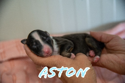 Aston