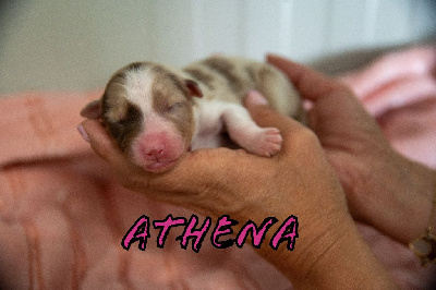 Athena 