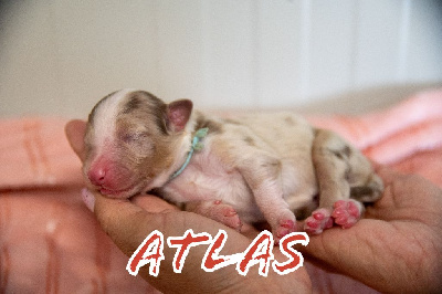 Atlas