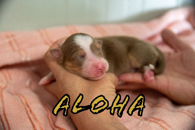 Nala