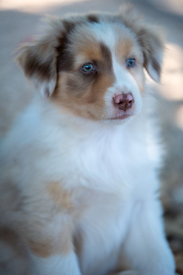 Athena 