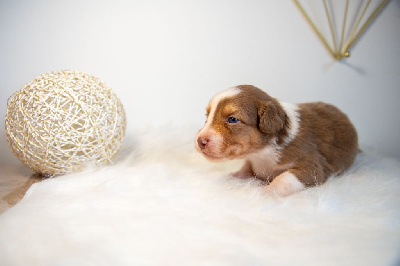 Nala
