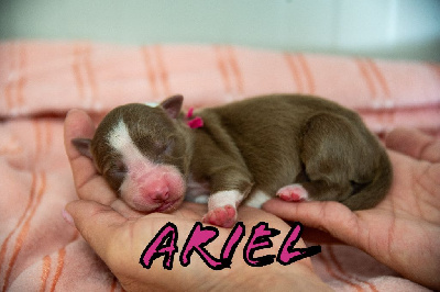 Ariel 