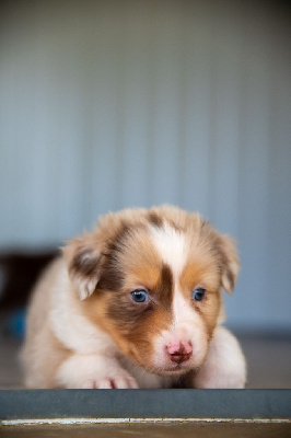 Athena 