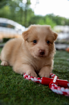 Aslan 