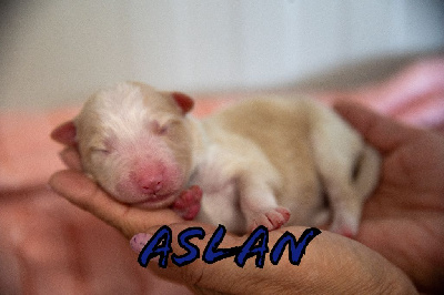 Aslan 
