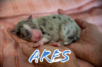 Arès