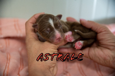 Astrale 