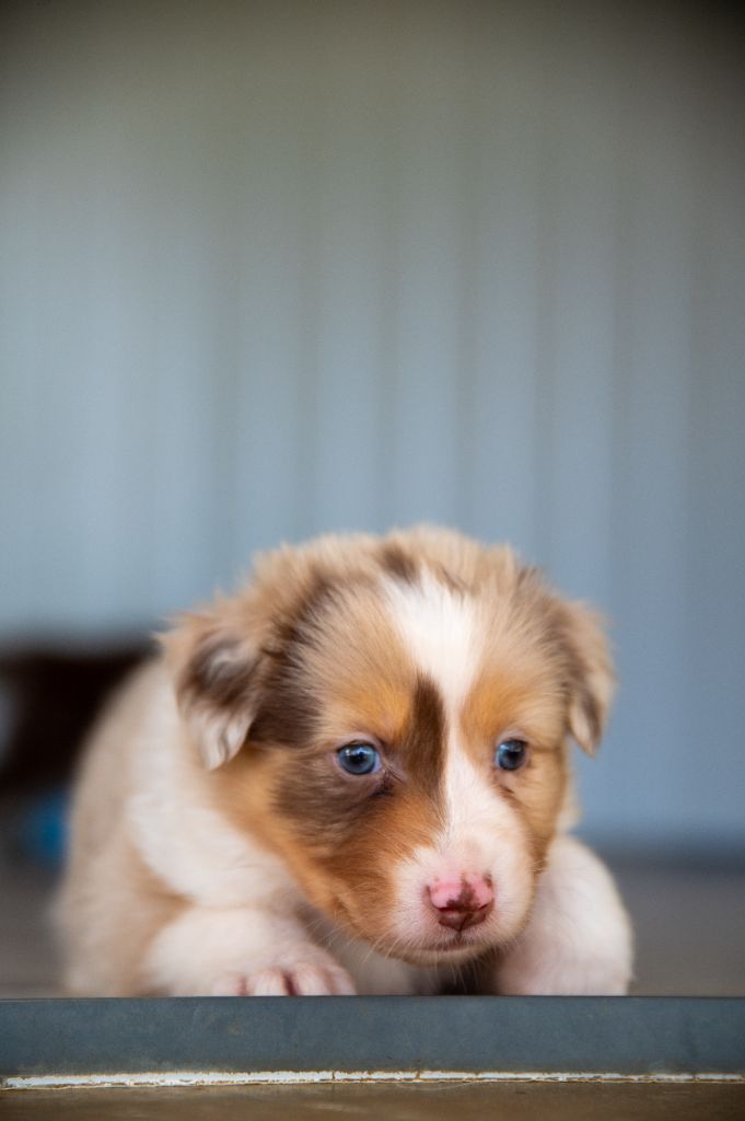 Terre Et Ciel D'Australes - Chiots disponibles - Berger Australien