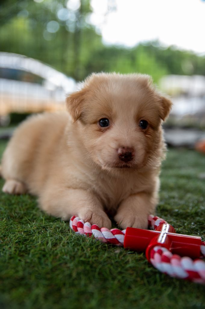 Terre Et Ciel D'Australes - Chiots disponibles - Berger Australien