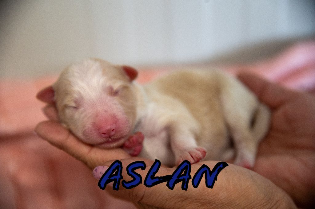Terre Et Ciel D'Australes - Chiots disponibles - Berger Australien